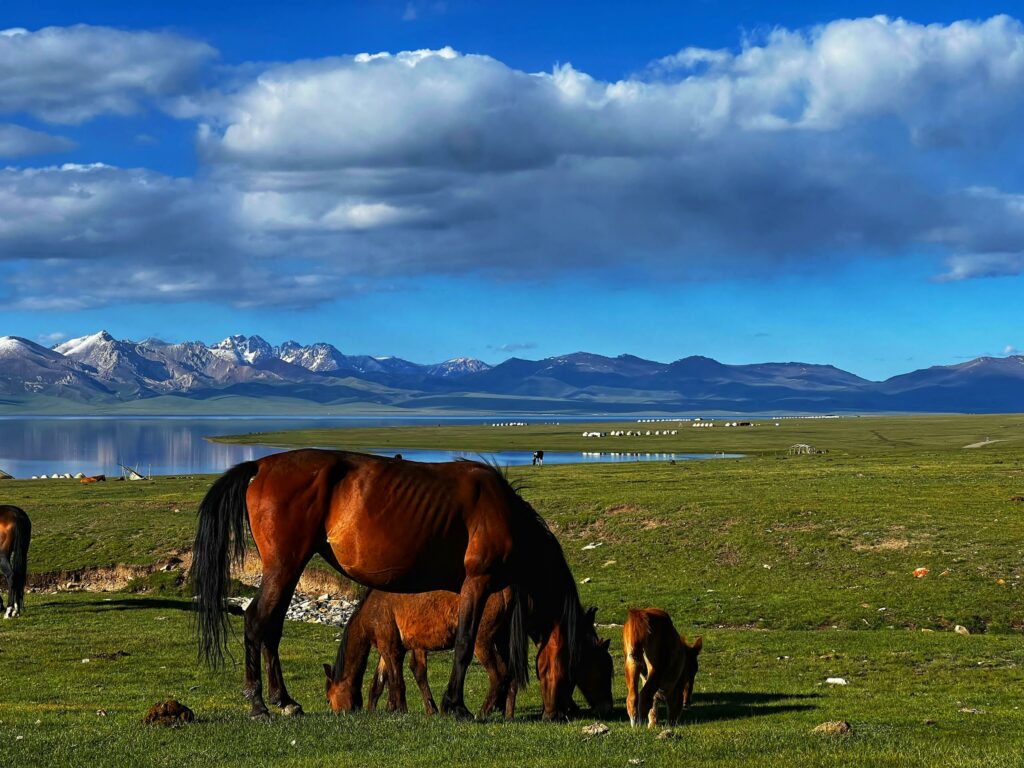 Les animaux